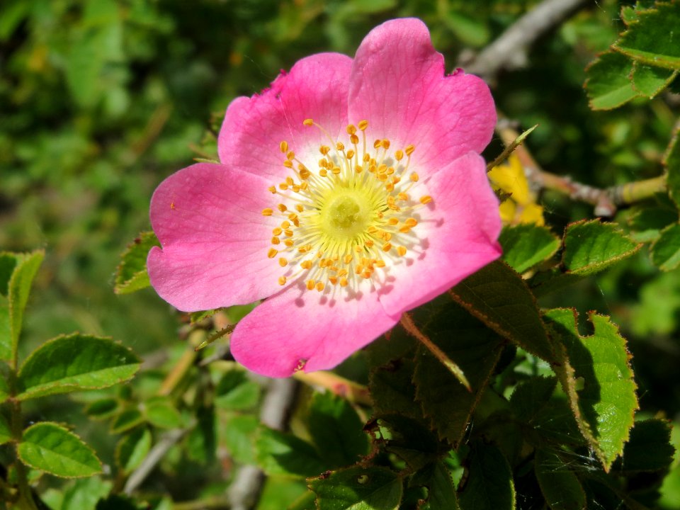 20140520Rosa_rubiginosa8