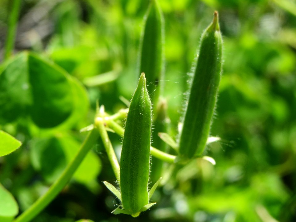 20140520Oxalis_stricta4