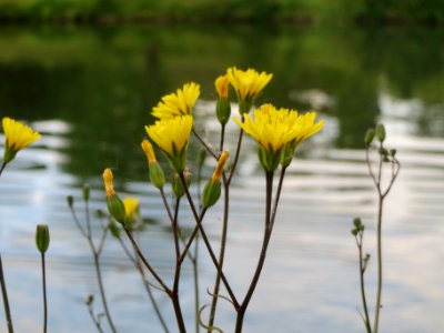 20140601Lapsana_communis