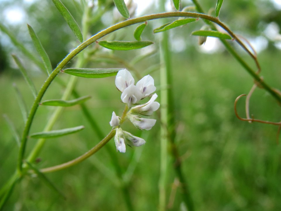 20140601Vicia_hirsuta