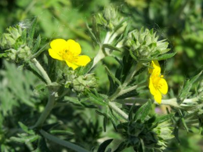 20140517Potentilla_argentea1
