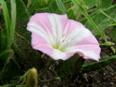 20140526Convolvulus_arvensis2