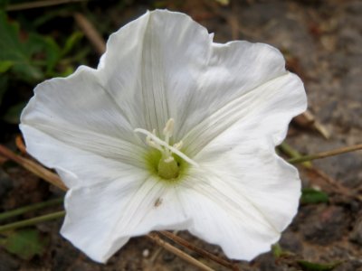 20140526Calystegia_sepium3