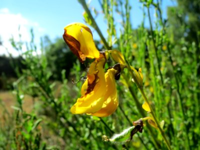 20140523Cytisus_scoparius