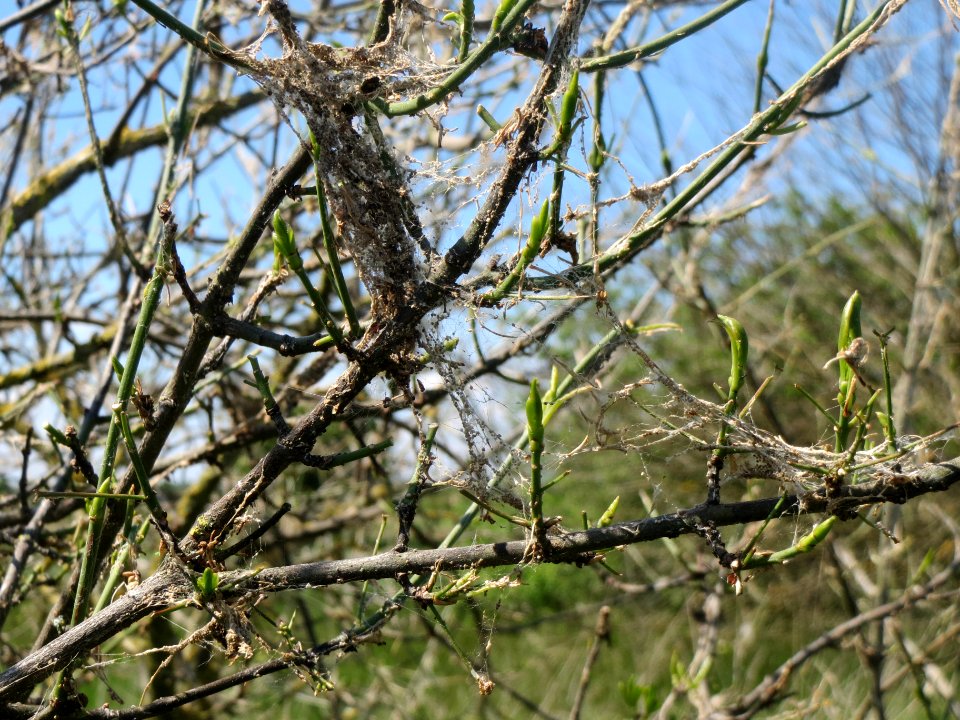 20140517Euonymus_europaeus3