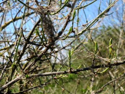 20140517Euonymus_europaeus3