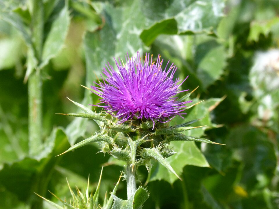 Thorns thorny cotton thistle