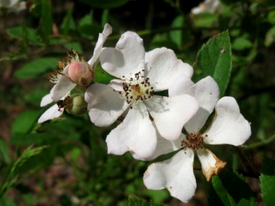 20140525Rosa_multiflora photo