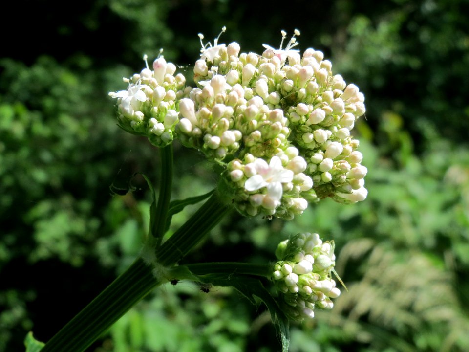 20140606Valeriana_pratensis4