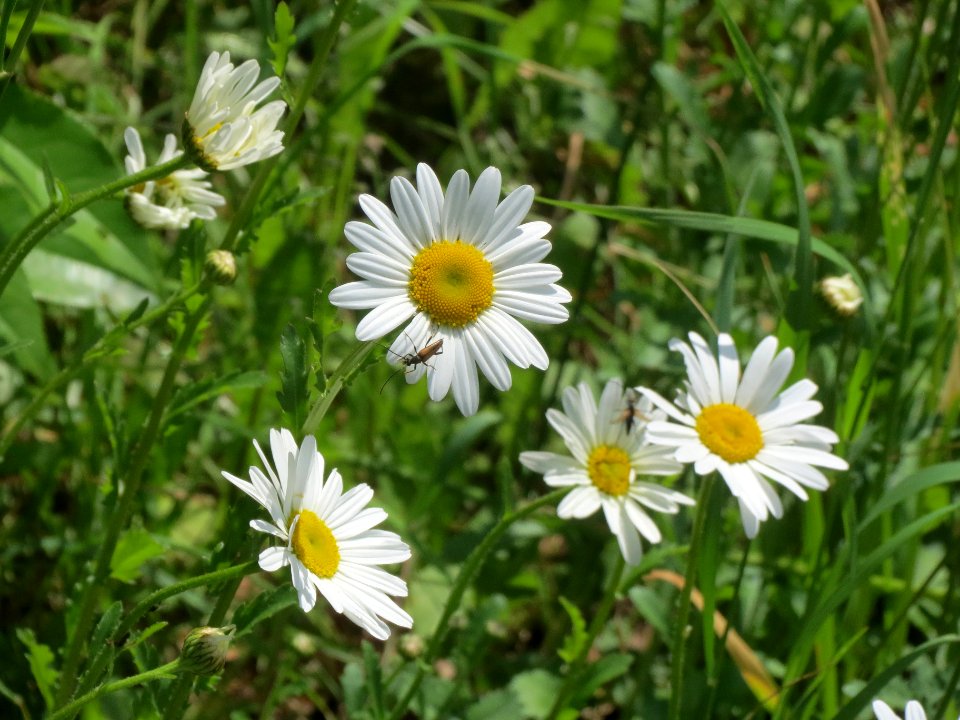 20140525Leucanthemum_vulgare1