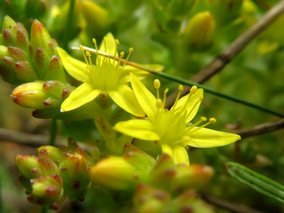 20140521Sedum_acre2