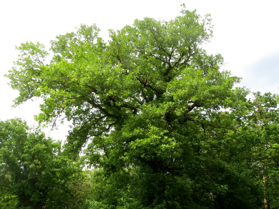20140525Quercus_petraea2
