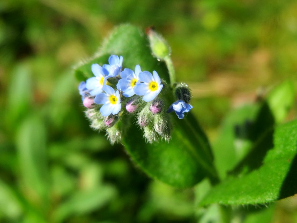 20140523Myosotis_arvensis3