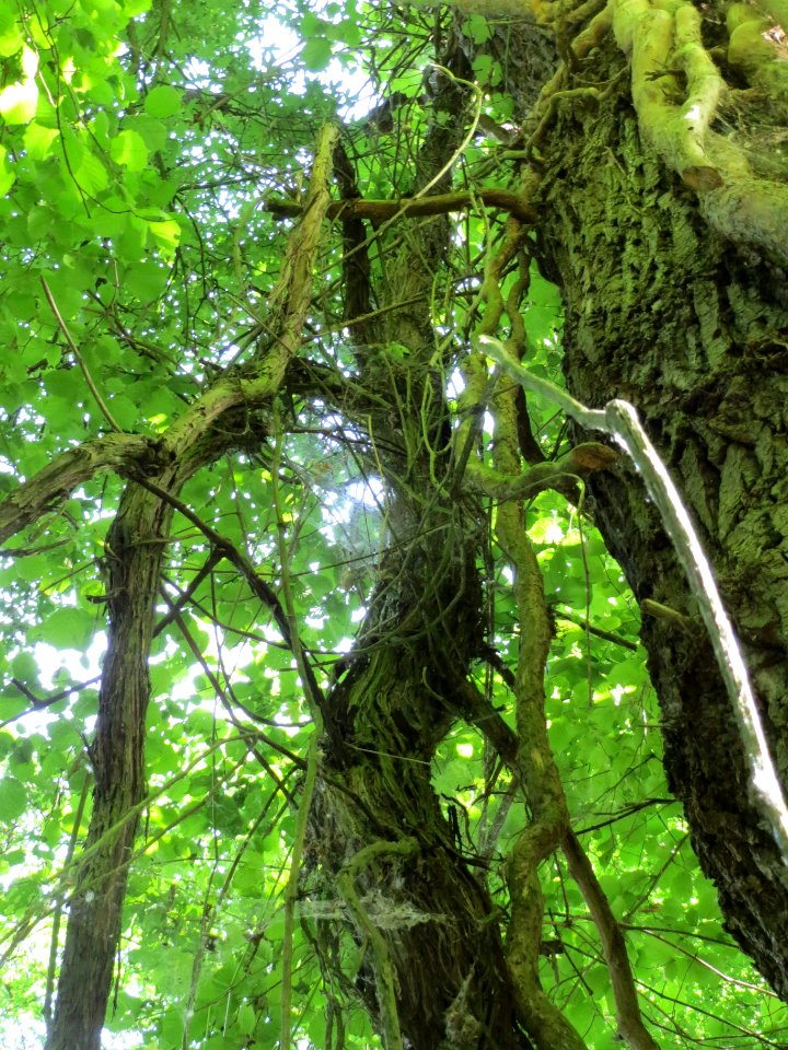 20140606Vitis_vinifera_subsp._sylvestris02