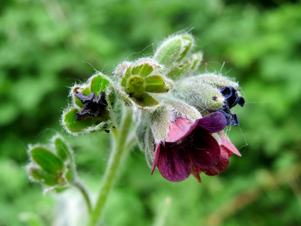 20140521Cynoglossum_officinale2