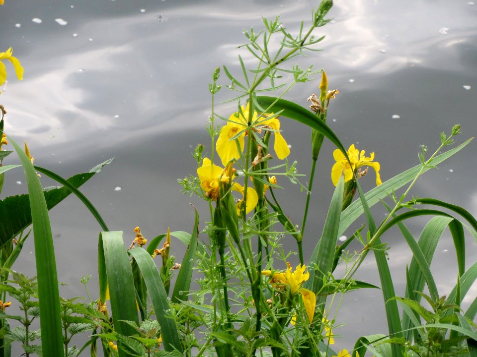20140601Iris_pseudacorus1