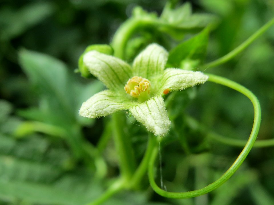 20140607Bryonia_dioica1