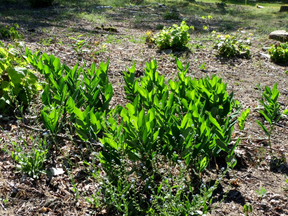 20140523Polygonatum_odoratum3