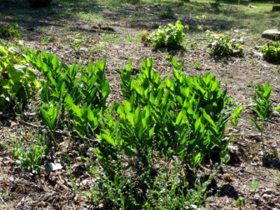 20140523Polygonatum_odoratum3