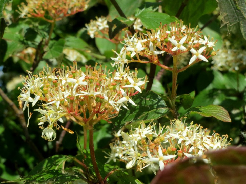 20140517Cornus_sanguinea2
