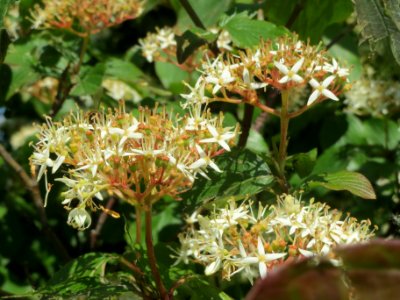 20140517Cornus_sanguinea2