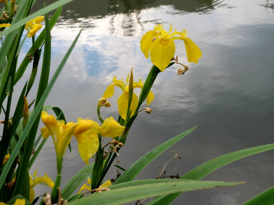 20140601Iris_pseudacorus2