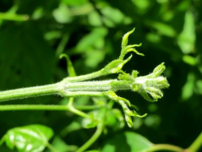 20140607Clematis_vitalba1