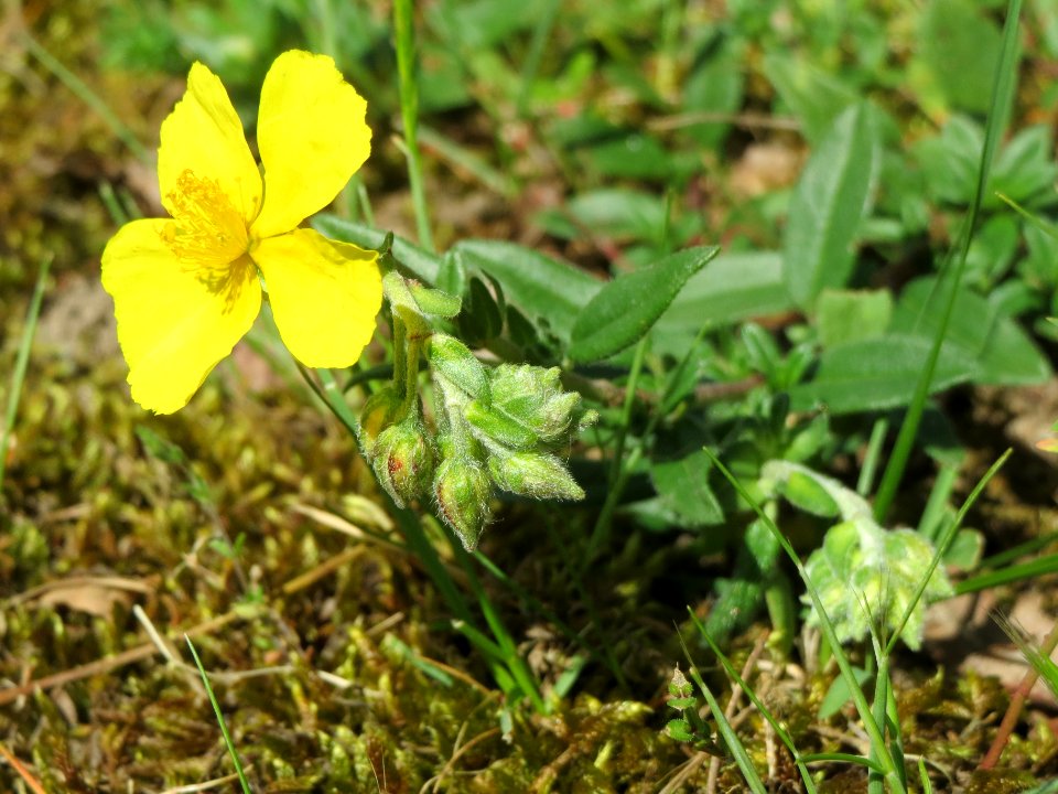 20140523Helianthemum_nummularium2