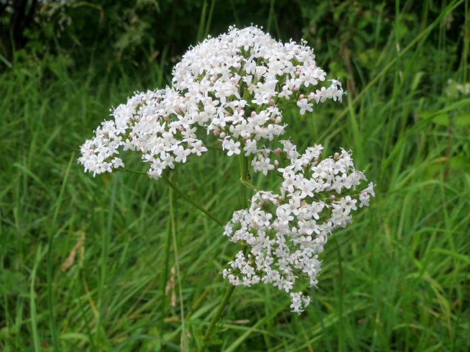 20140526Valeriana_officinalis