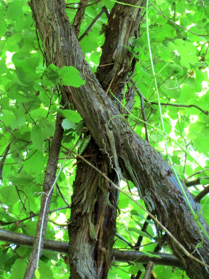 20140606Vitis_vinifera_subsp._sylvestris03