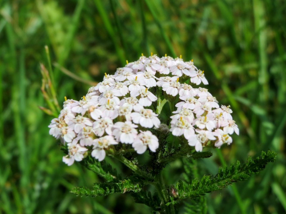20140605Achillea_millefolium2