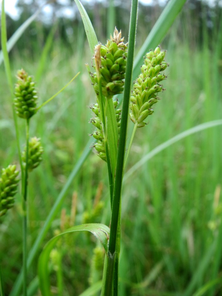 20140518Carex_pallescens5