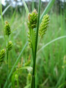 20140518Carex_pallescens5