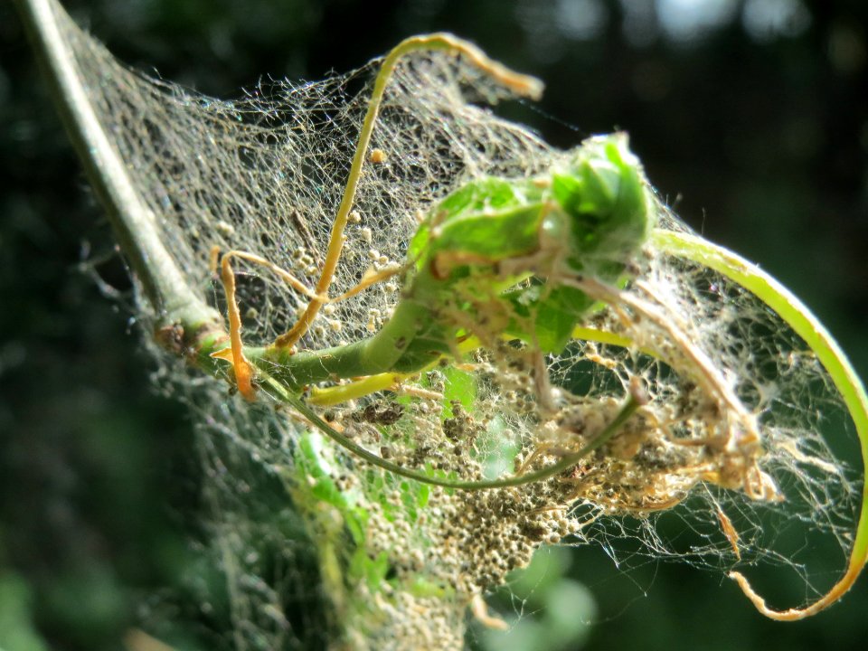 20140522Euonymus_europaeus1