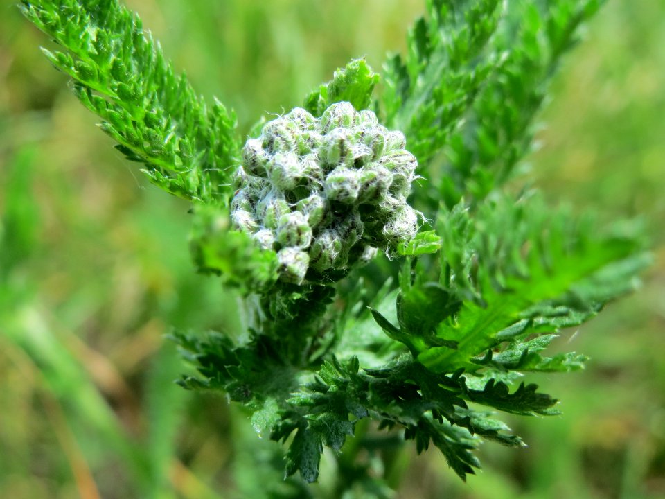 20140605Achillea_millefolium1