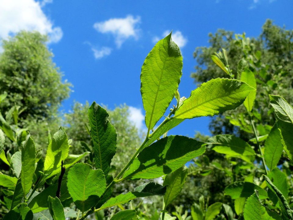 20140605Salix_cinerea1