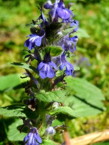 20140523Ajuga_reptans2