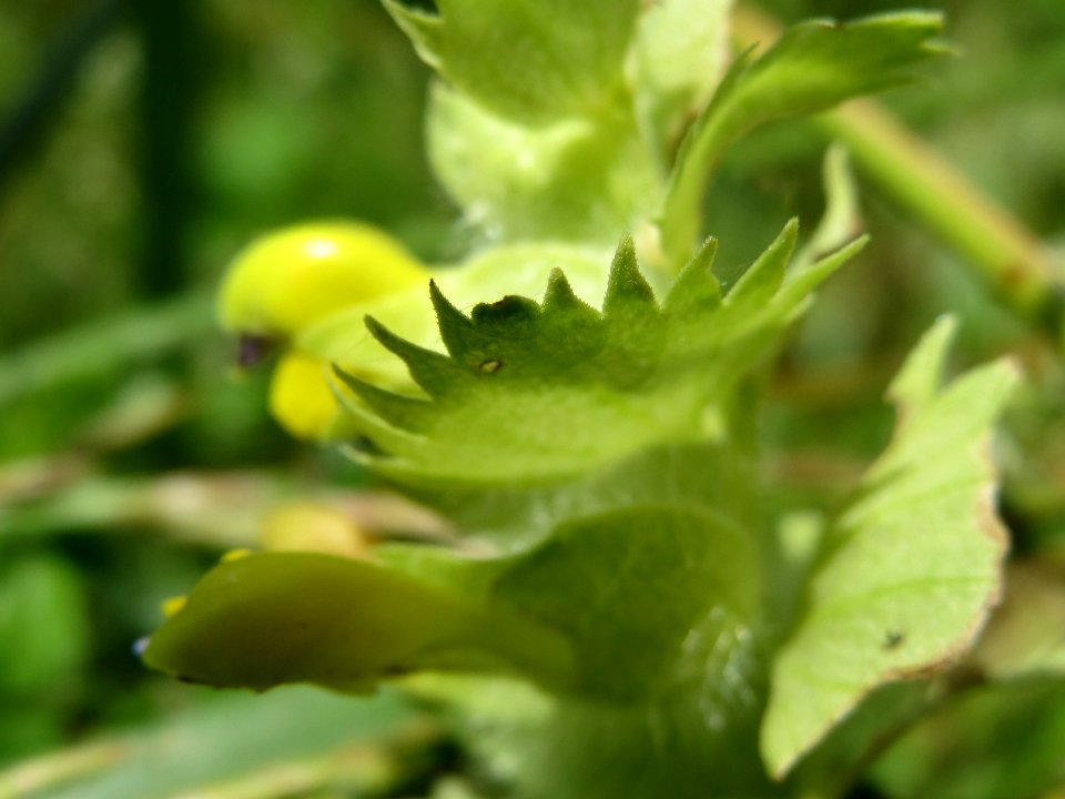 20140605Rhinanthus_alectorolophus2