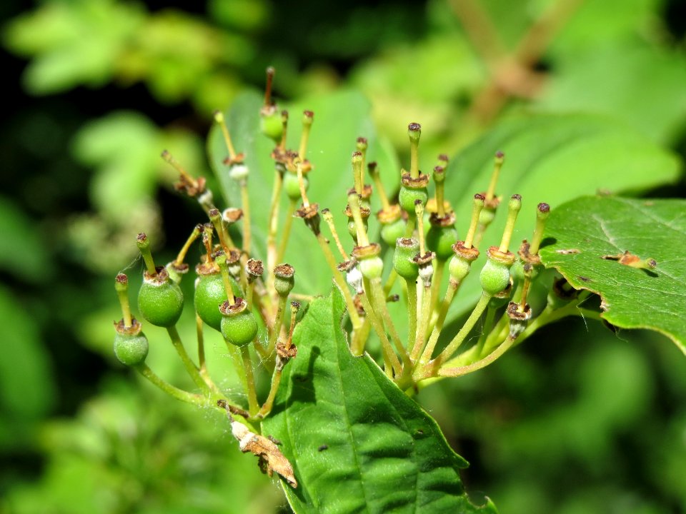 20140607Cornus_sanguinea1