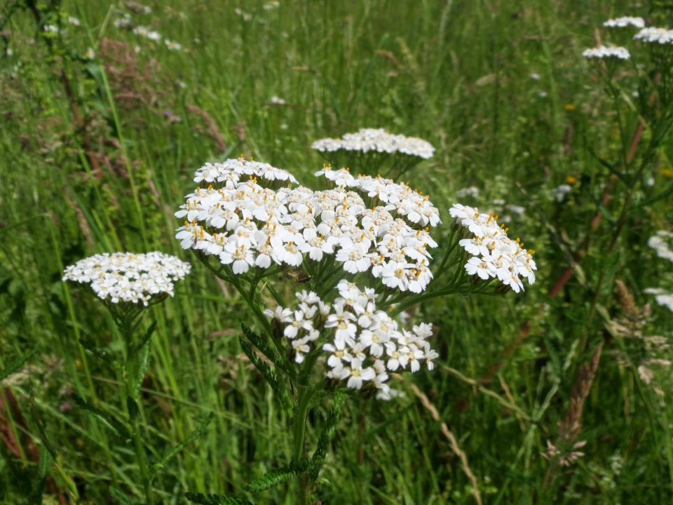 20140523Achillea_millefolium3