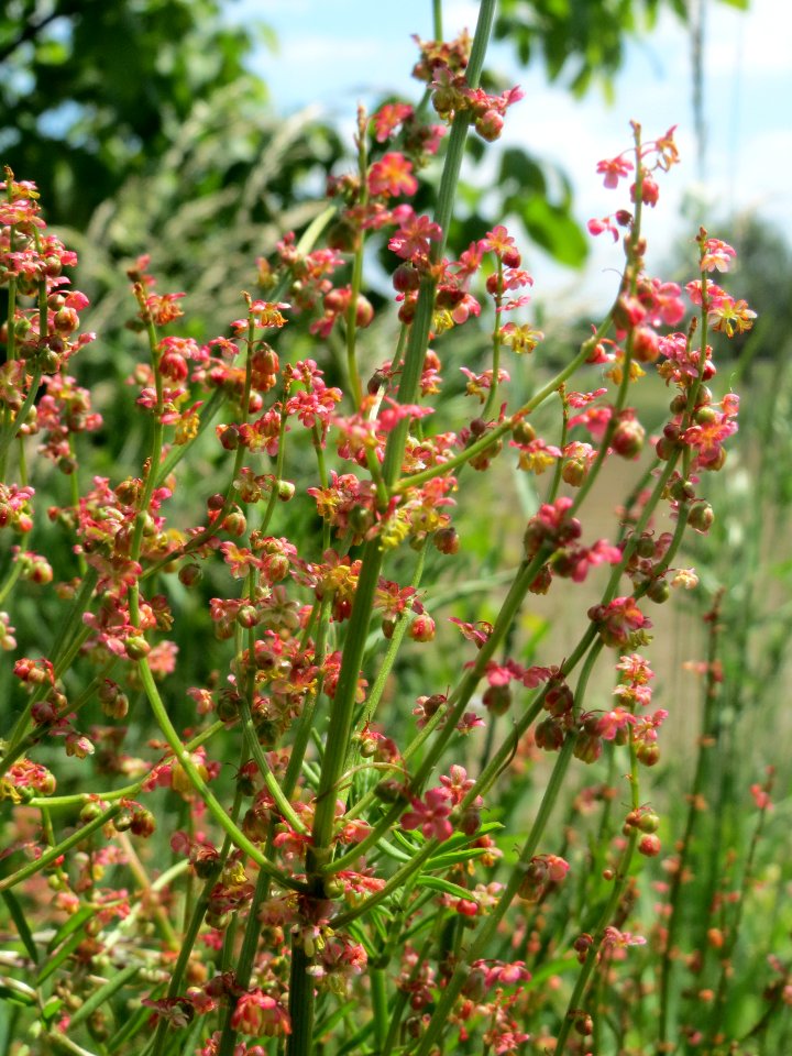 20140518Rumex_acetosa2
