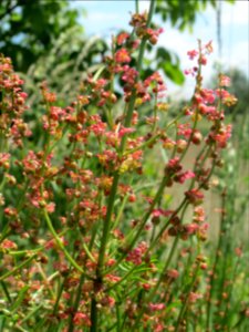 20140518Rumex_acetosa2