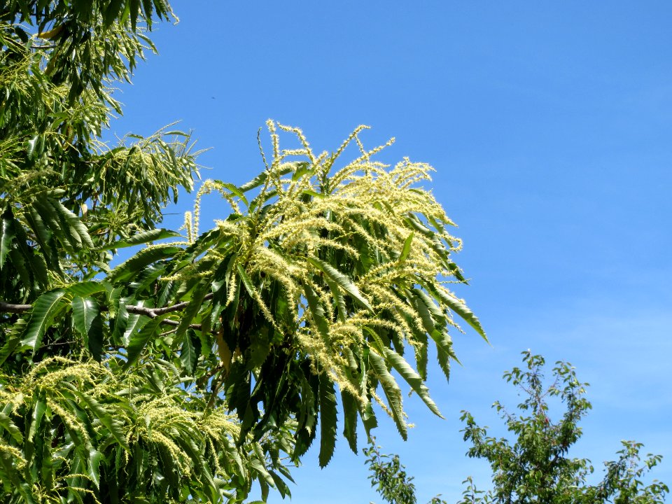 20140607Castanea_sativa2