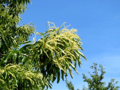 20140607Castanea_sativa2
