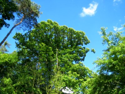 20140523Castanea_sativa3