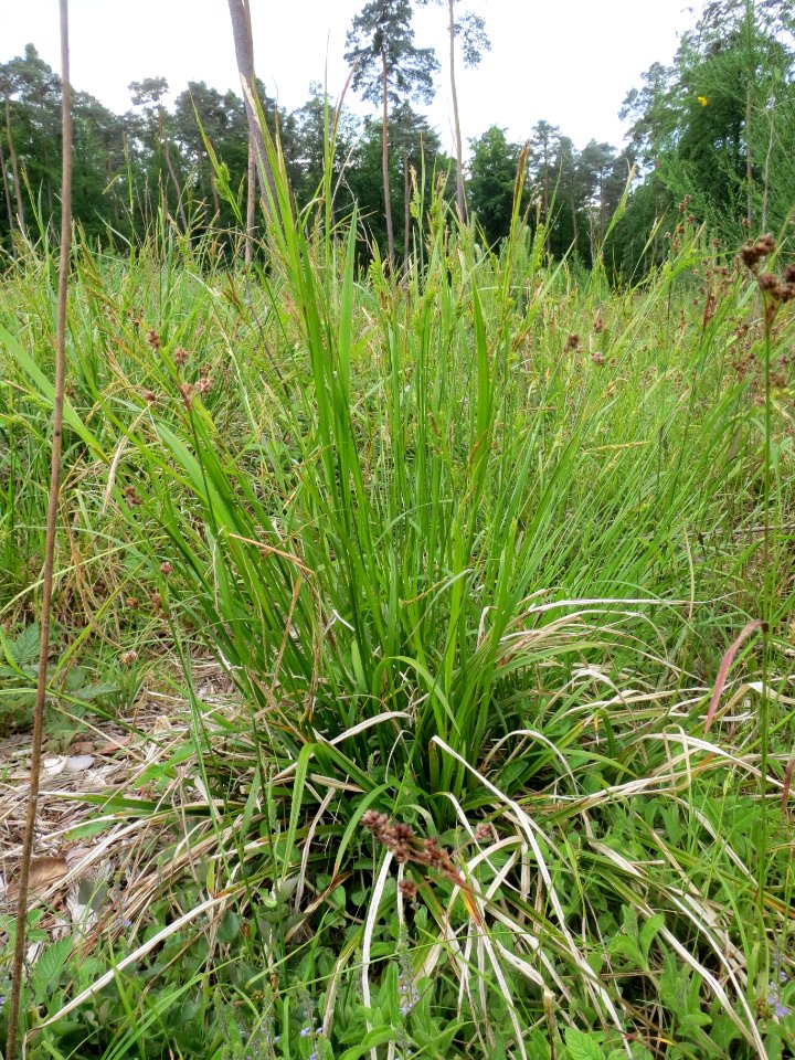 20140518Carex_pallescens1