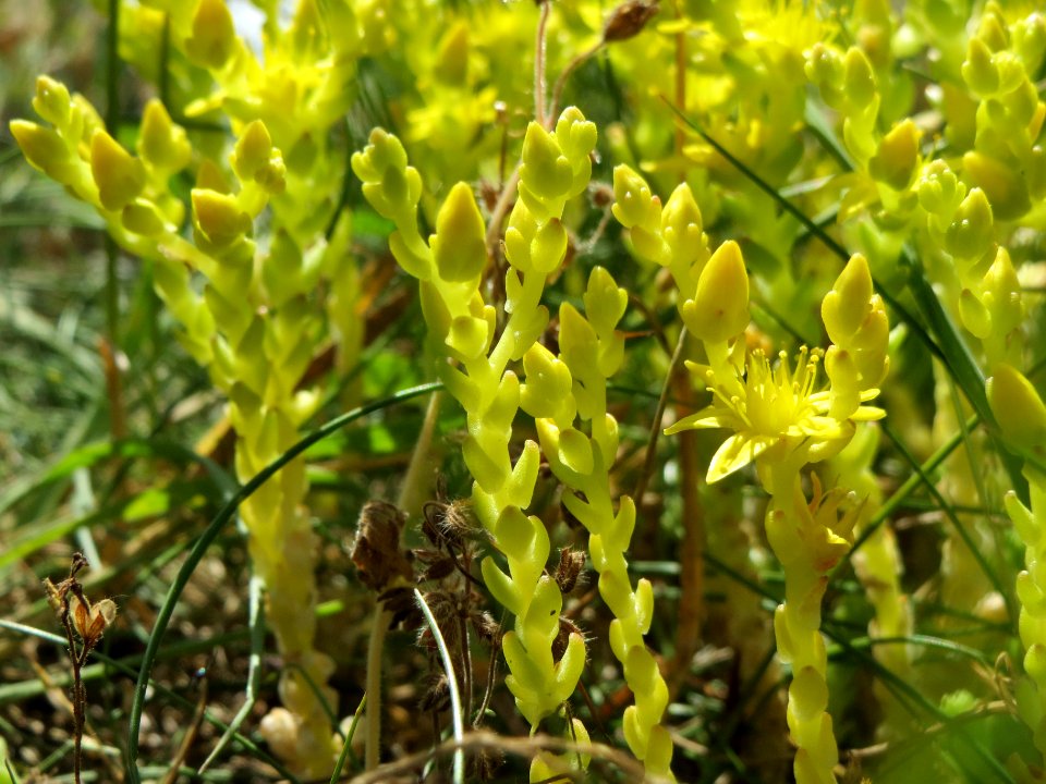 20140606Sedum_acre3