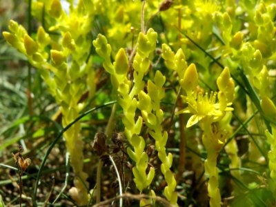 20140606Sedum_acre3