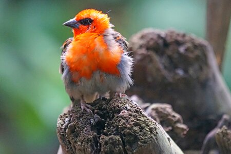 Sperling songbird young animal photo