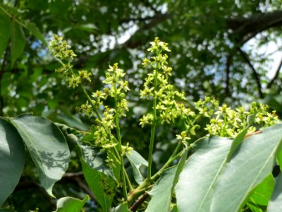 20140605Ailanthus_altissima1 photo